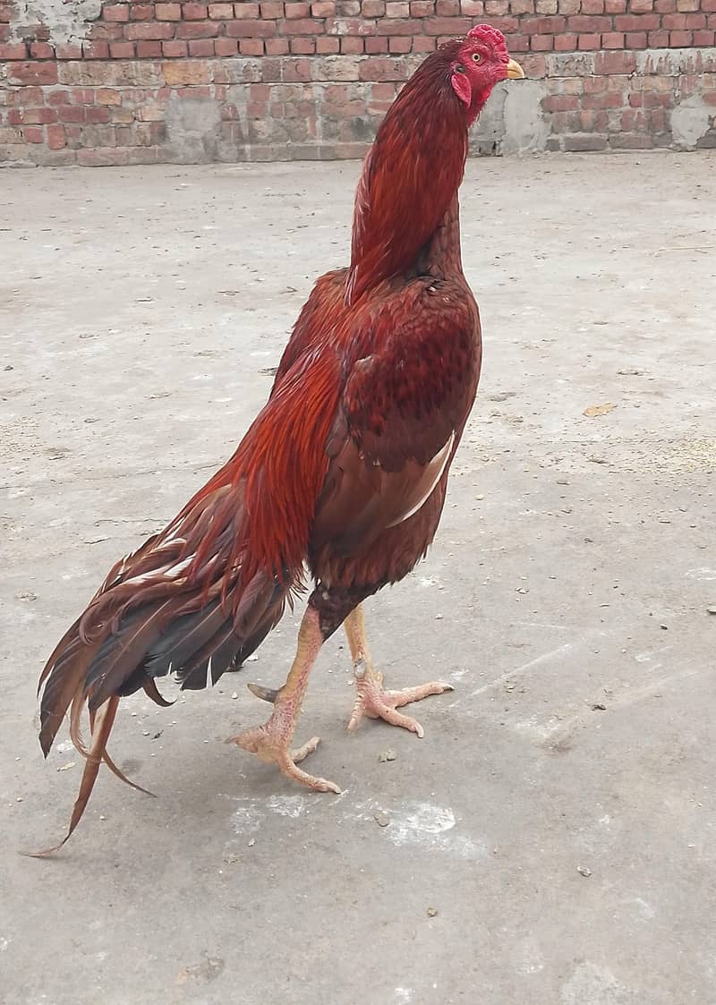 پیلا بریڈر 2