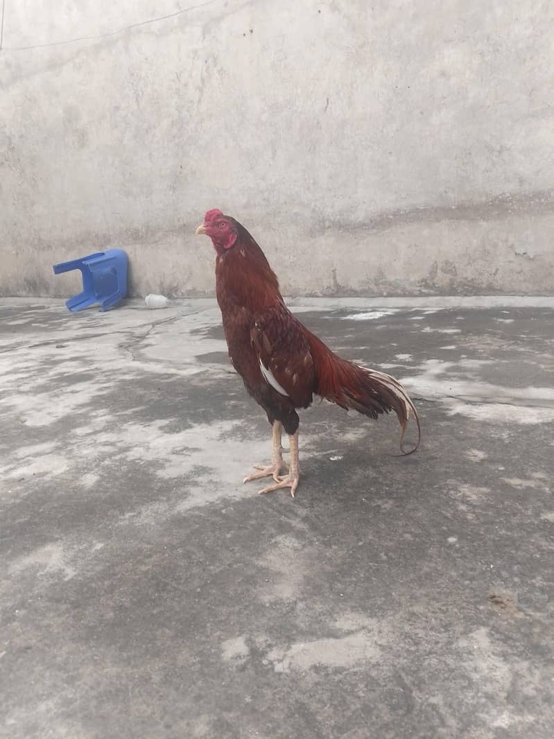 پیلا بریڈر 3