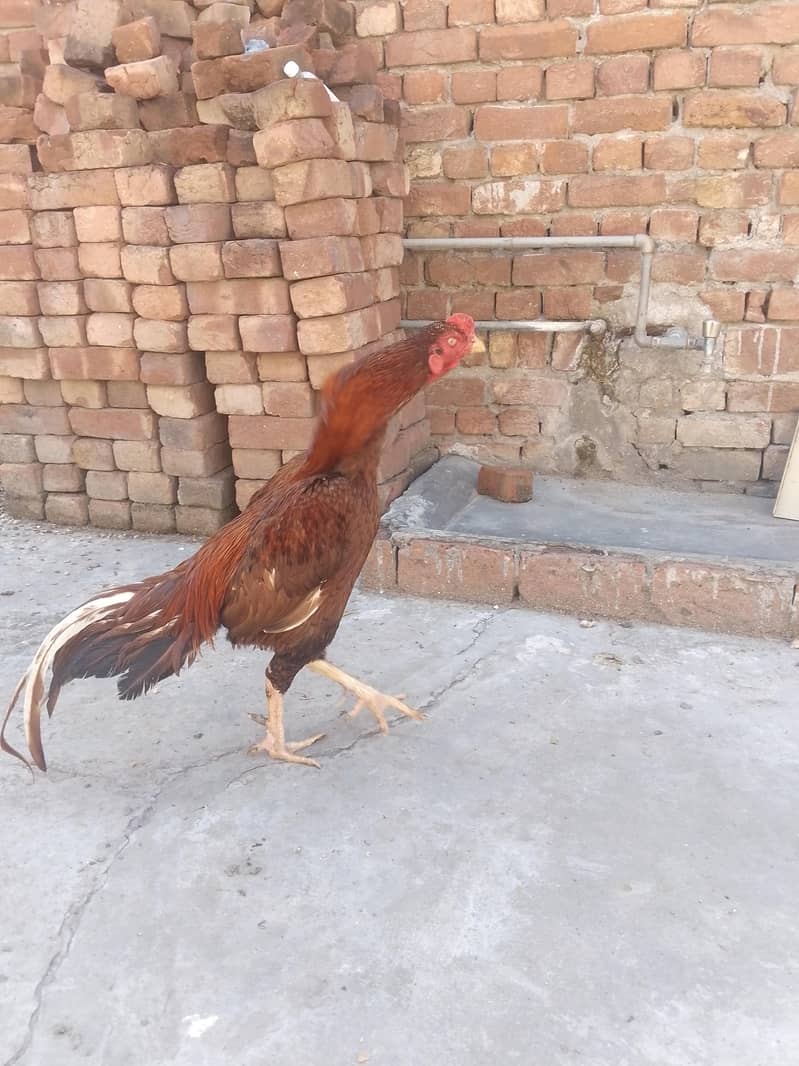 پیلا بریڈر 4