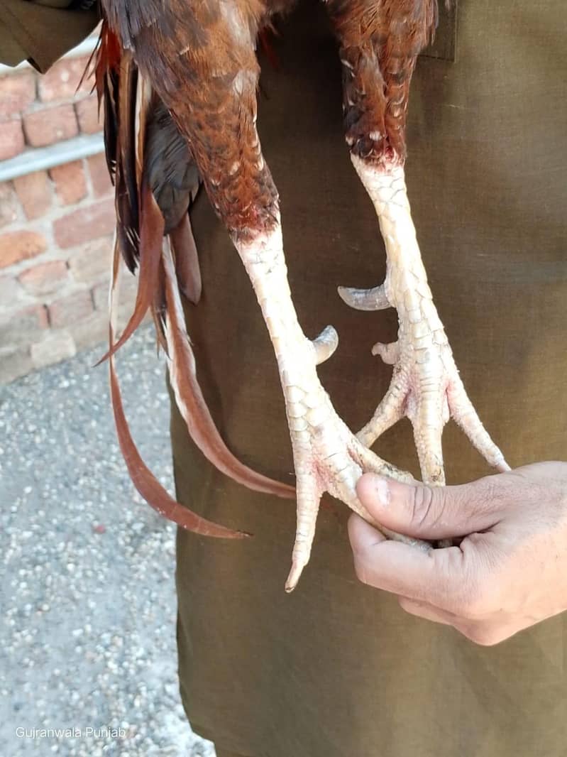 پیلا بریڈر 5