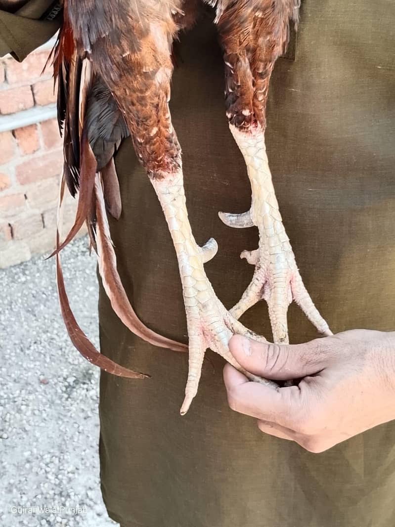 پیلا بریڈر 6