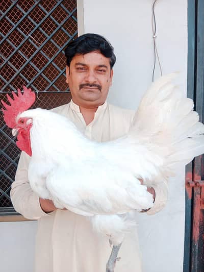 Australorp white for sale