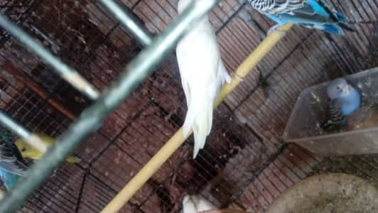 Budgesie And Green Fesher Or Blu Fesher Splite Red Aye