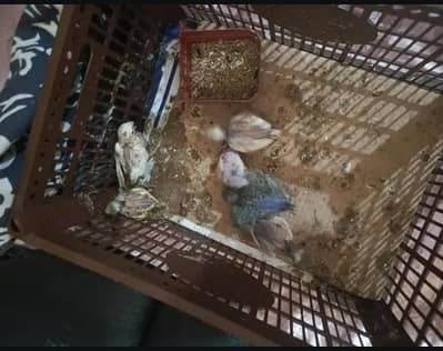 Budgie Baby for Sale