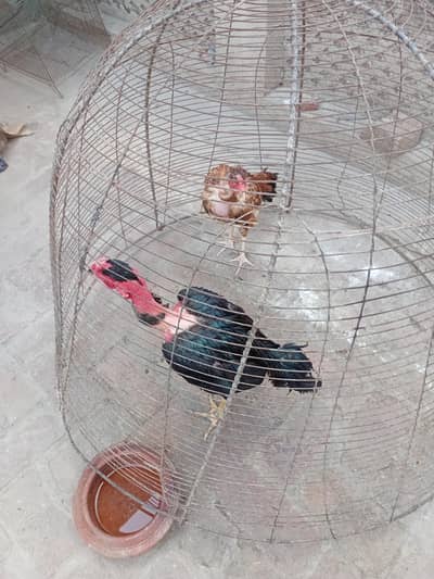 Vietnam madagascar pair and aseel Mianwali  kokar