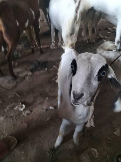 bakri kay bache jori