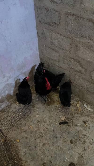 murga murgi pair hai full active & healthy hai