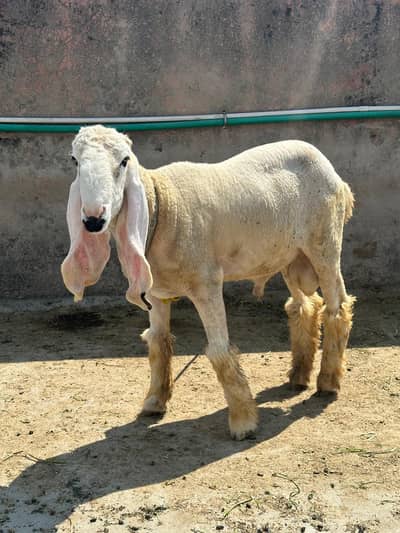 Kajla|Cross|Desi chatra|bakra For Sale