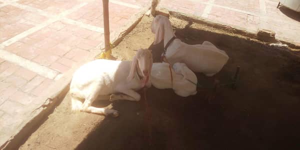 Pur Rajanpuri Goats For Sale