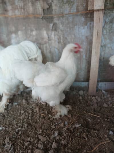 White Heavy Buff Cochine Silkie Polish Brahma Yokohama Sebrite