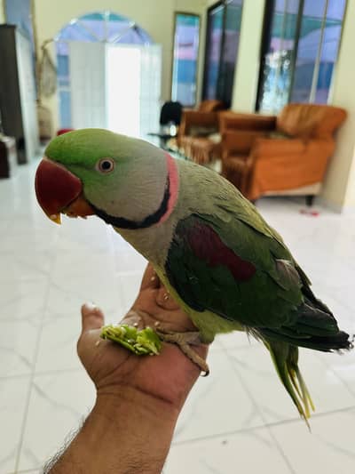 Green parrot