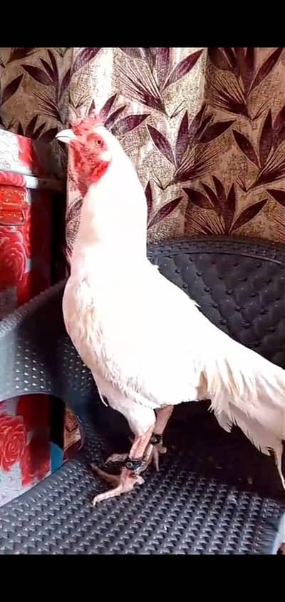 paper waith heera breeder male