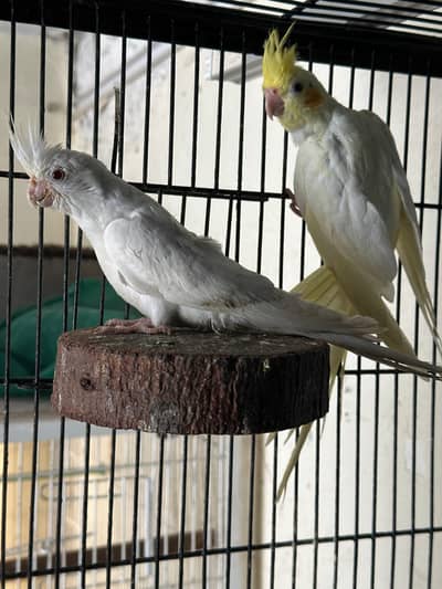 Cocktail pair love birds pathy with Cage for sale