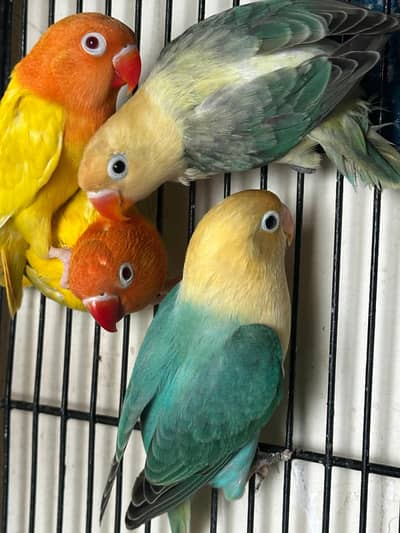 love birds pathy +cocktail pair