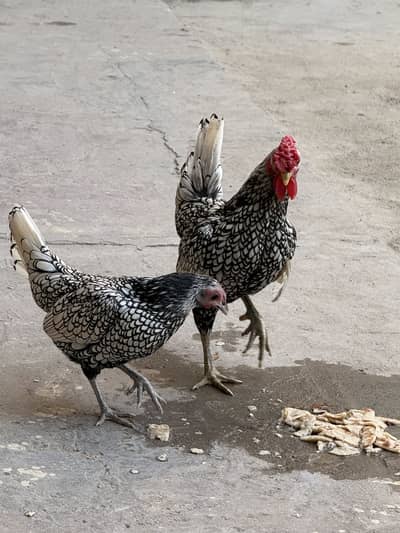 Silver sebrit Fresh And Healthy