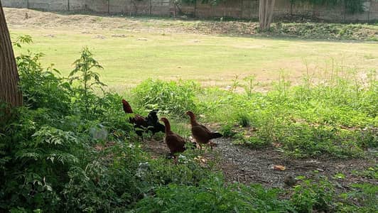 Aseel Hens for Sale laying egg's