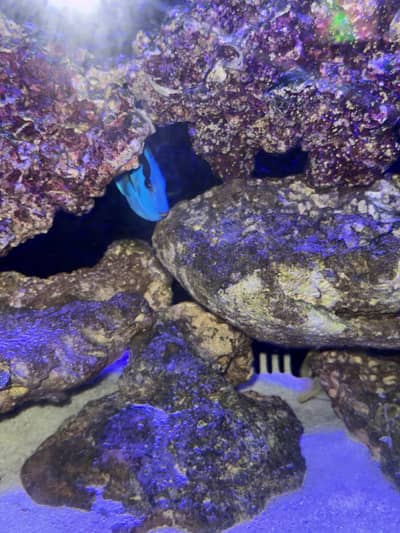 Marine Aquarium for sale with fishes