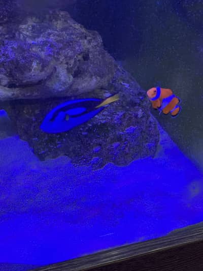 Marine Aquarium for sale with fishes