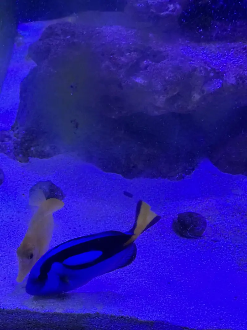 Marine Aquarium for sale with fishes