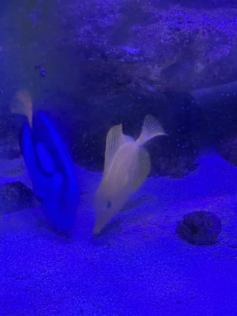 Marine Aquarium for sale with fishes — photo 2