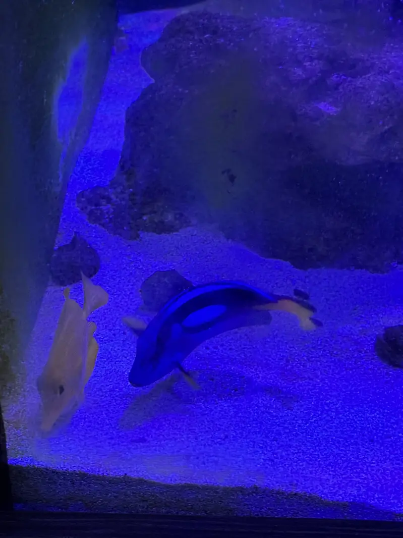 Marine Aquarium for sale with fishes — photo 3