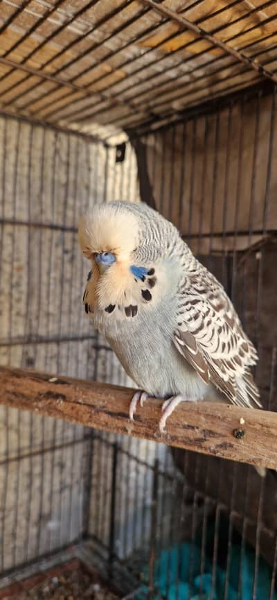 High quality exbition breeder  pair