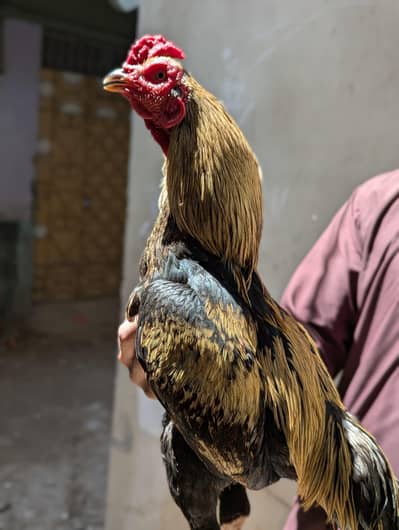 aseel jawa murga mazbot zor me bhut achy quality man