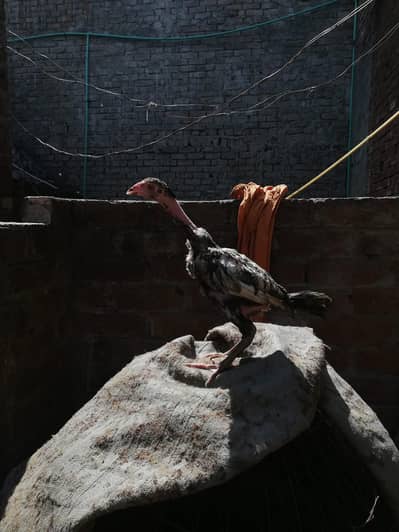 Aseel chicks healthy & active for sale