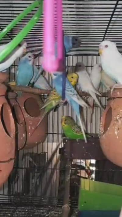 parrot sale