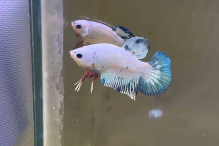 Premium Quality Exotic Betta For Sale