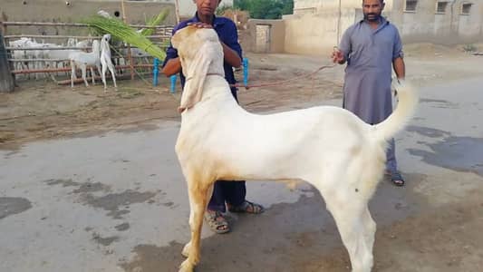 Rajanpuri Bakra Urgent For Sale, 03425820107