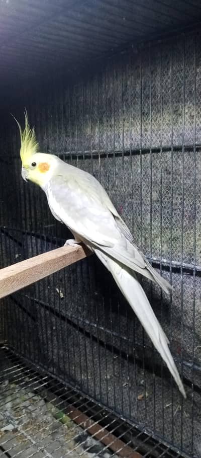 cocktail breeder pair|Breeder male |bugies breeder pairs