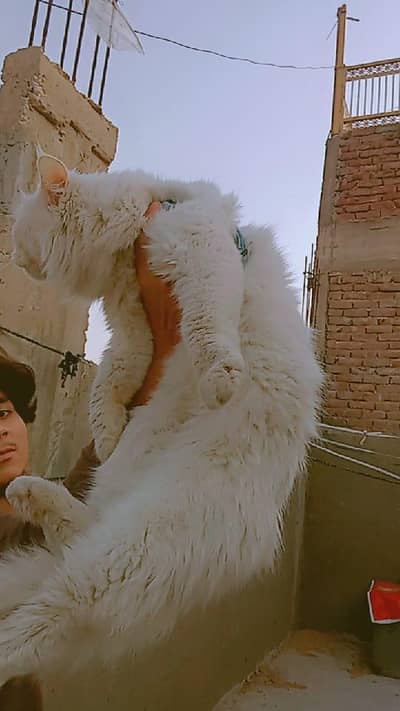 Persian female vaccinated