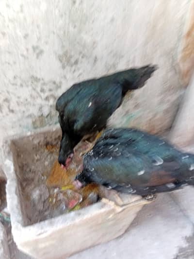 pakoya ki 2 murghiya for sale