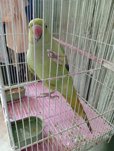 Green ringneck parrot + Iron Cage for sell