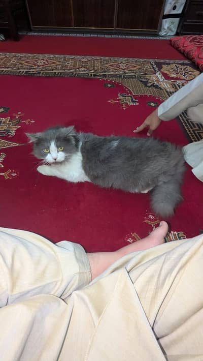 Beautiful Persian cat