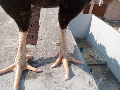 high quality aseel murgah for sale