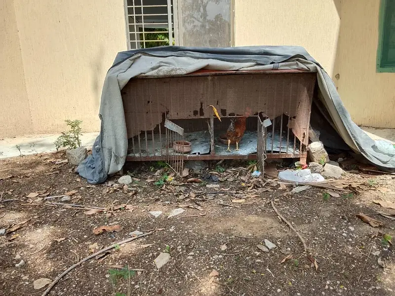 iron cage for pets — photo 8