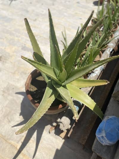 Fresh Aloe Vera Plant – Easy to Grow & Medicinal