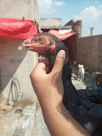 pak and thai mix  male strong and healthy