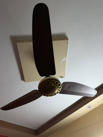 Royal Cieling Fans