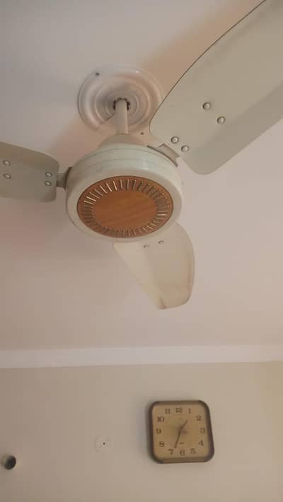 royal fan Cooper mai