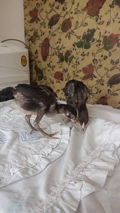 Thai pakoye chicks only serious buyer contact age 1 month