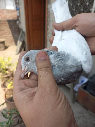 teddy female dab wala