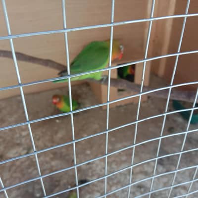 3 pair (6) parrot