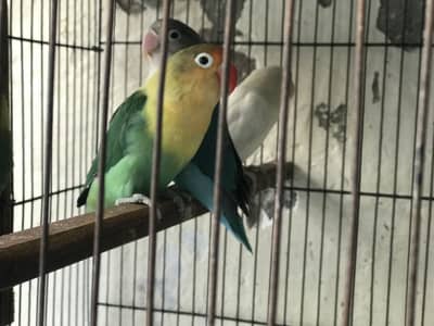 Lovebirds