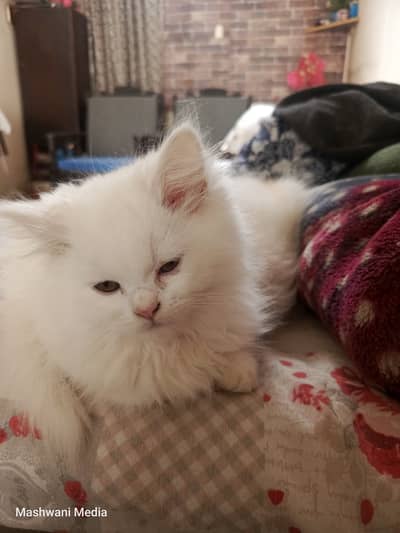 Selling this cute Persian kitten
