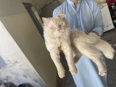 PERSIAN CAT