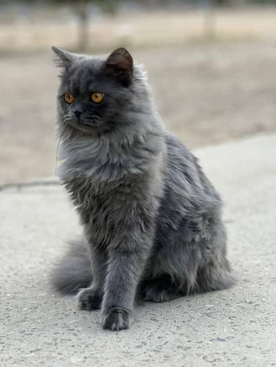 Healthy & Active Grey Persian Male for Sale - Potty Trained