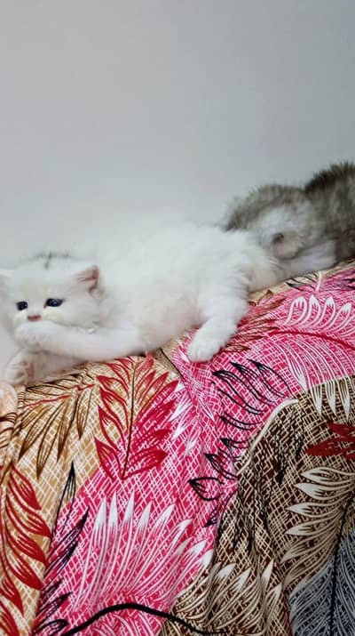 Persian kitten